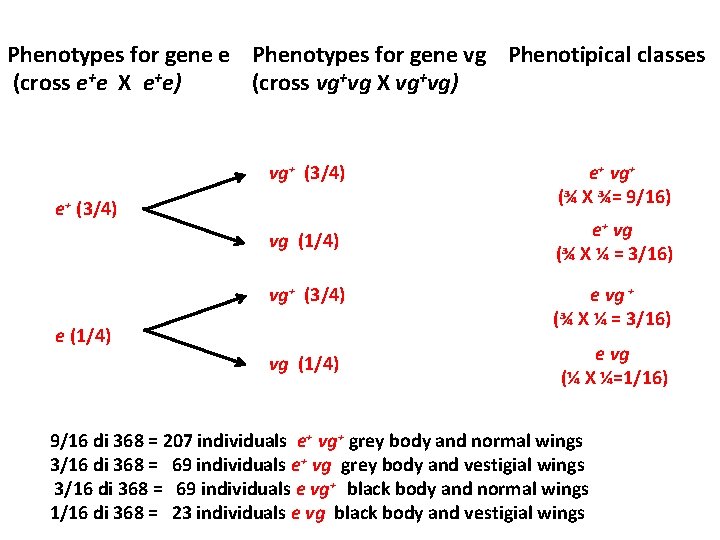 Phenotypes for gene e Phenotypes for gene vg Phenotipical classes (cross e+e X e+e)