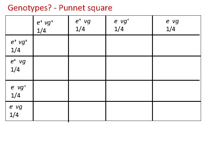 Genotypes? - Punnet square e+ vg+ 1/4 e+ vg 1/4 e vg+ 1/4 e