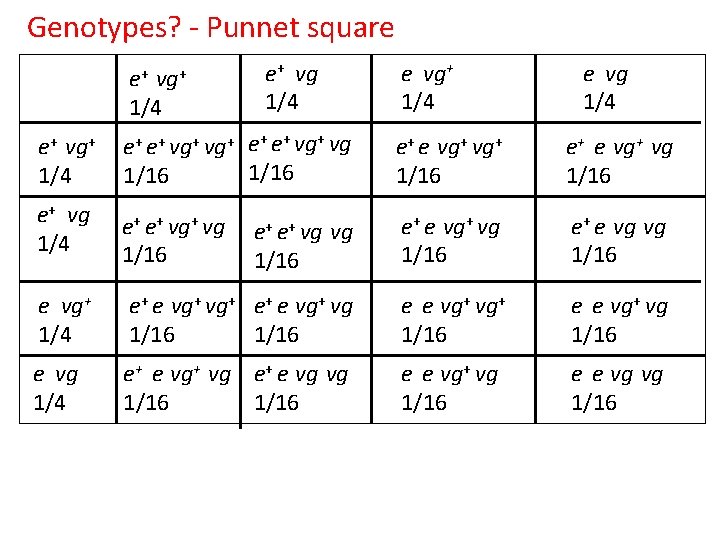 Genotypes? - Punnet square e+ vg+ 1/4 e+ vg 1/4 e vg+ 1/4 e