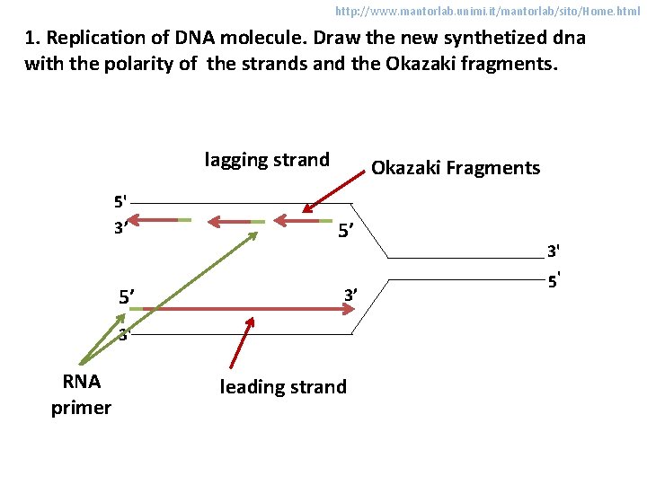 http: //www. mantorlab. unimi. it/mantorlab/sito/Home. html 1. Replication of DNA molecule. Draw the new