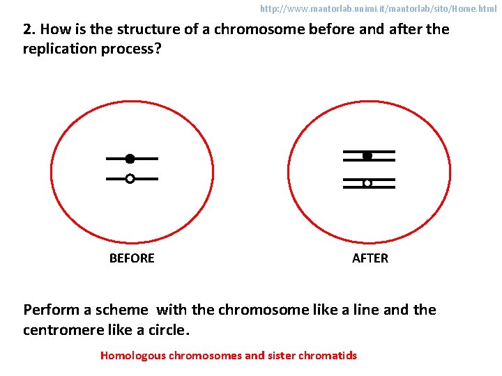 http: //www. mantorlab. unimi. it/mantorlab/sito/Home. html 2. How is the structure of a chromosome