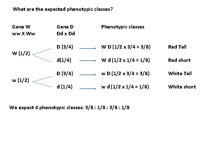 What are the expected phenotypic classes? Gene W ww X Ww W (1/2) w