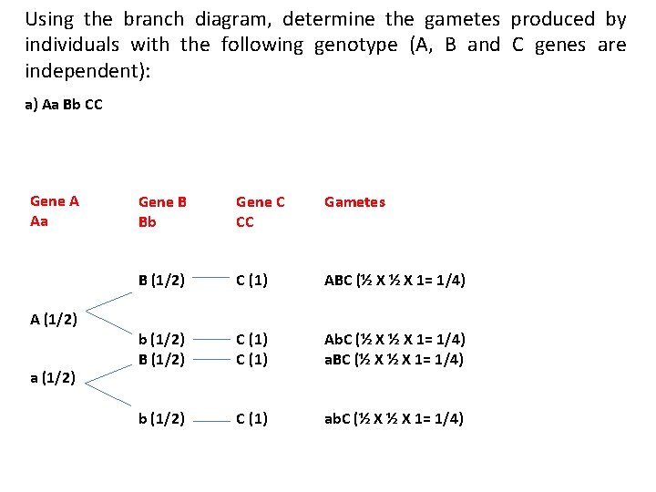 Using the branch diagram, determine the gametes produced by individuals with the following genotype