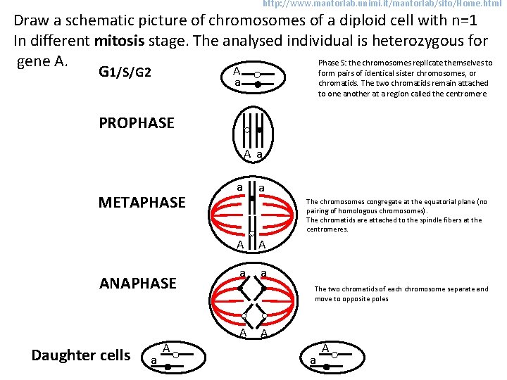 http: //www. mantorlab. unimi. it/mantorlab/sito/Home. html Draw a schematic picture of chromosomes of a