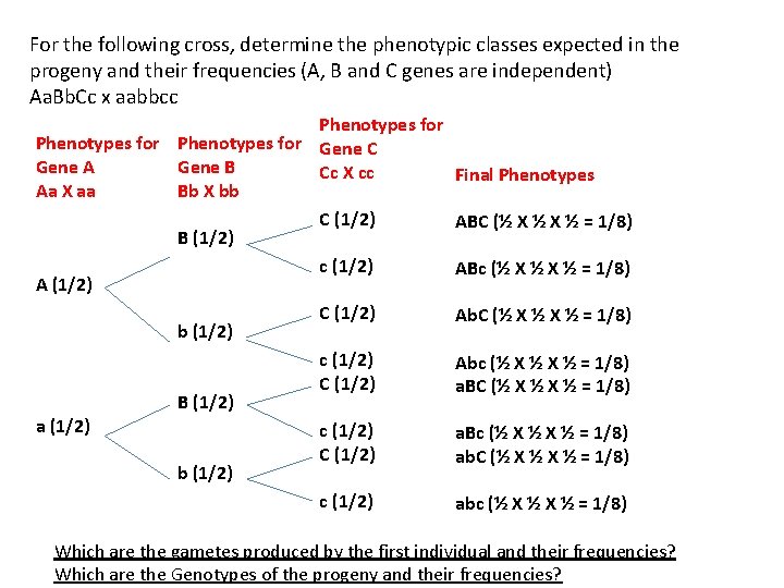 For the following cross, determine the phenotypic classes expected in the progeny and their