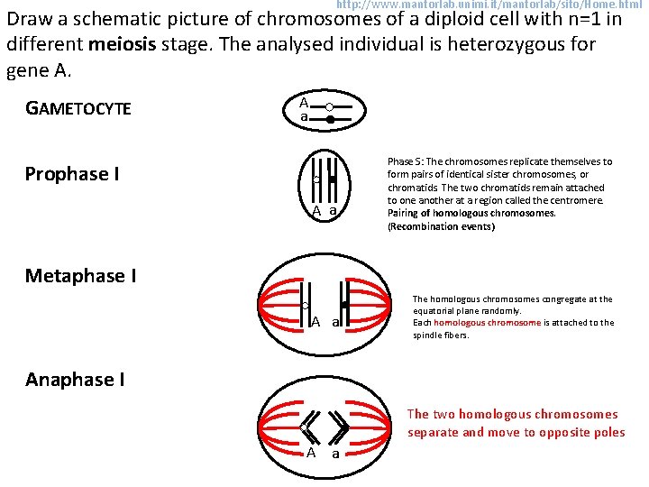 http: //www. mantorlab. unimi. it/mantorlab/sito/Home. html Draw a schematic picture of chromosomes of a