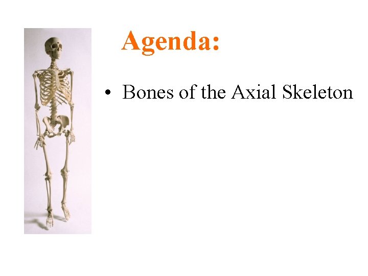 Agenda: • Bones of the Axial Skeleton 