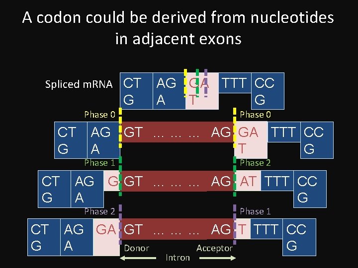A codon could be derived from nucleotides in adjacent exons Spliced m. RNA CT