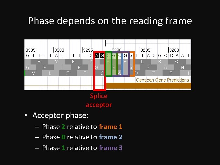 Phase depends on the reading frame Splice acceptor • Acceptor phase: – Phase 2