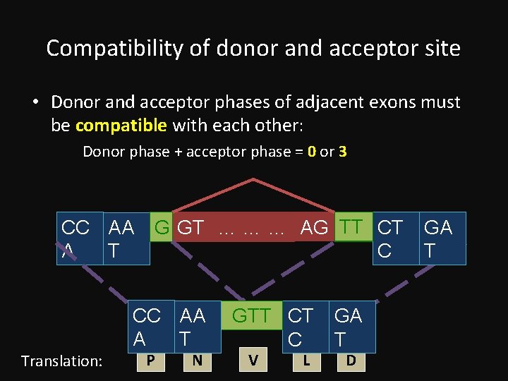 Compatibility of donor and acceptor site • Donor and acceptor phases of adjacent exons