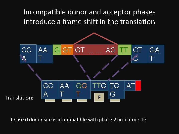 Incompatible donor and acceptor phases introduce a frame shift in the translation CC AA