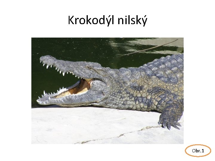 Krokodýl nilský Obr. 1 