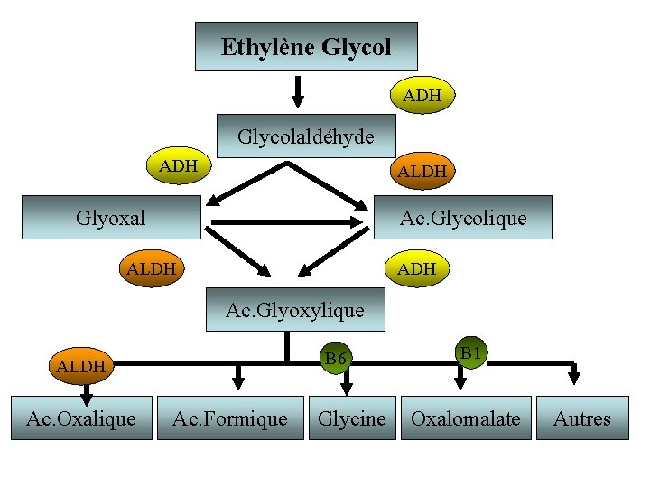 Ethylène Glycol ADH Glycolaldéhyde ADH ALDH Glyoxal Ac. Glycolique ALDH Ac. Glyoxylique B 6