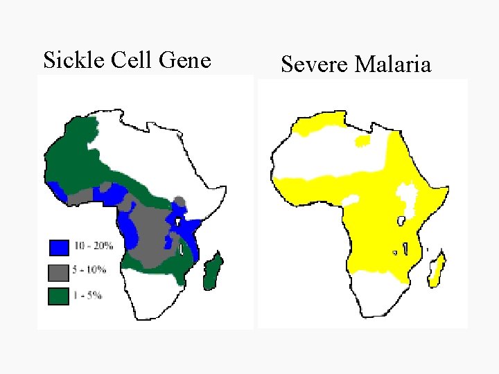 Sickle Cell Gene Severe Malaria 