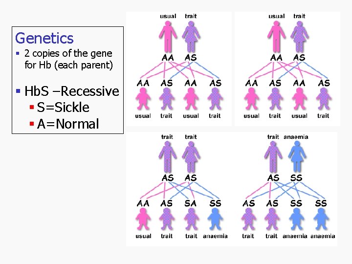 Genetics § 2 copies of the gene for Hb (each parent) § Hb. S