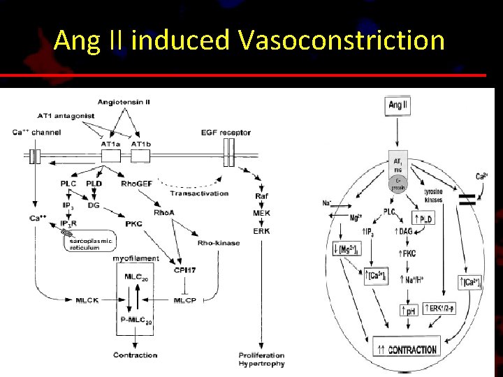 Ang II induced Vasoconstriction 
