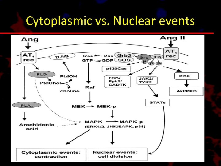 Cytoplasmic vs. Nuclear events 