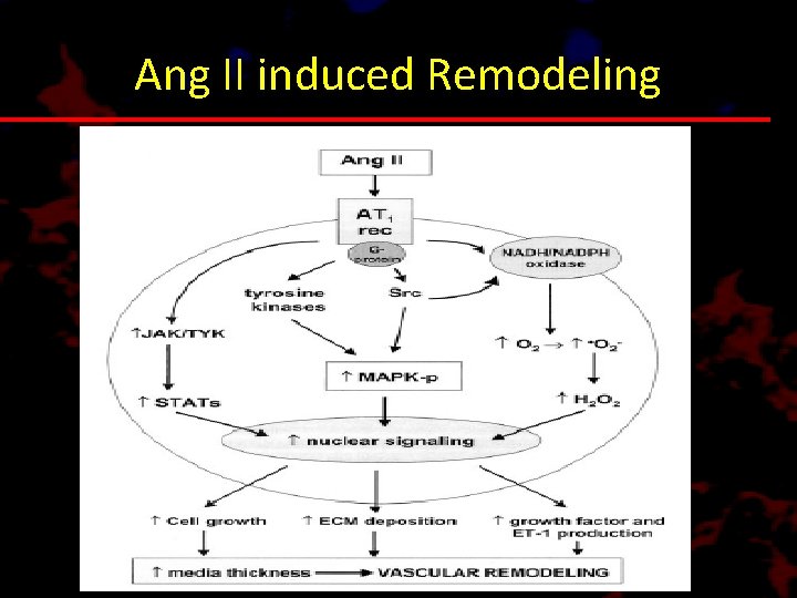 Ang II induced Remodeling 