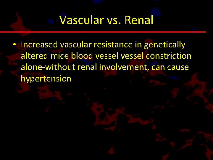Vascular vs. Renal • Increased vascular resistance in genetically altered mice blood vessel constriction