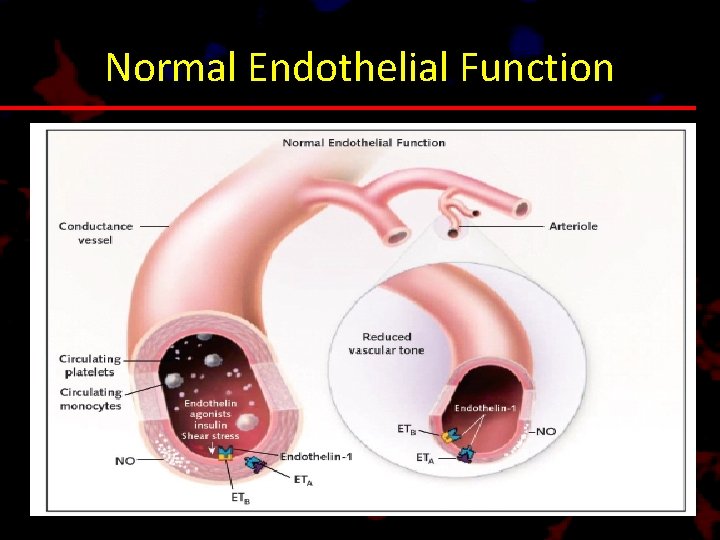 Normal Endothelial Function 