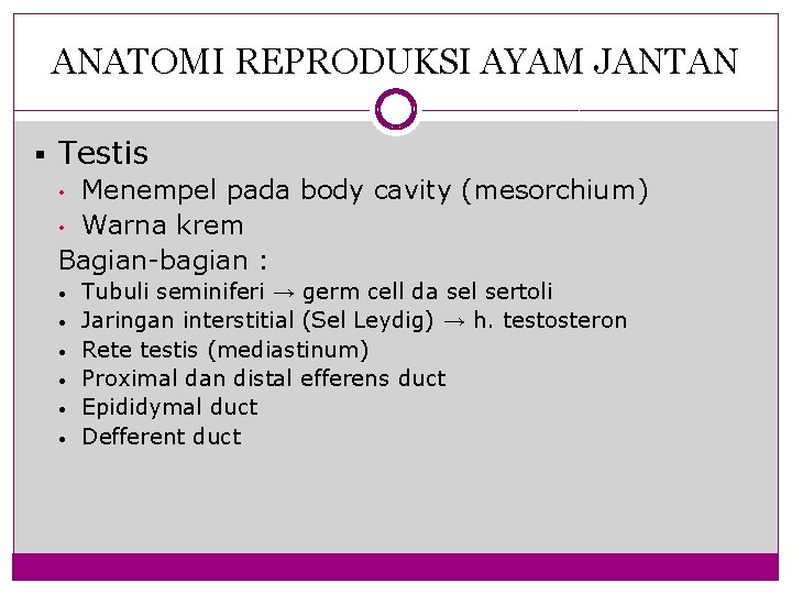 ANATOMI REPRODUKSI AYAM JANTAN § Testis • Menempel pada body cavity (mesorchium) • Warna