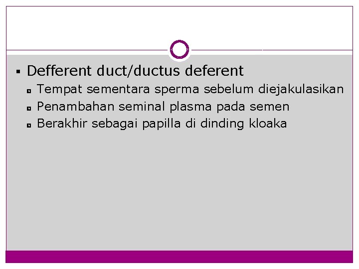 § Defferent duct/ductus deferent ◘ Tempat sementara sperma sebelum diejakulasikan ◘ Penambahan seminal plasma