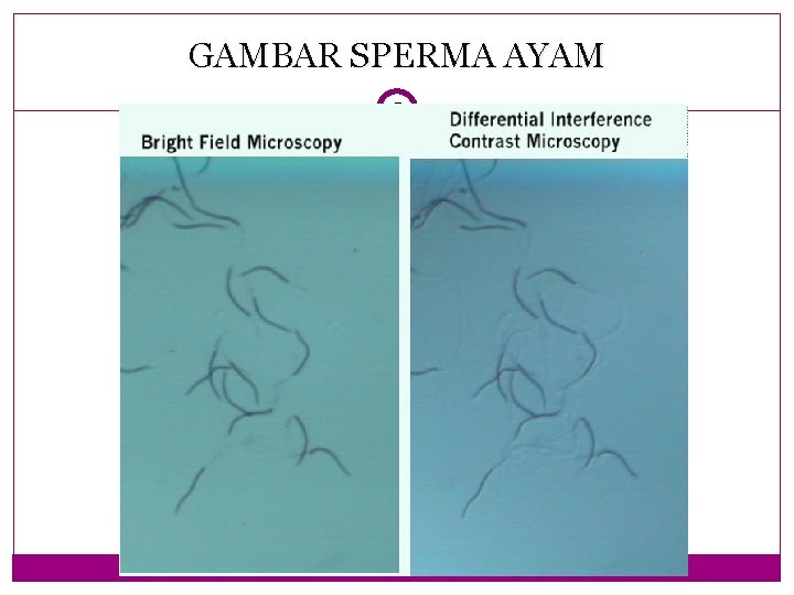 GAMBAR SPERMA AYAM 7 