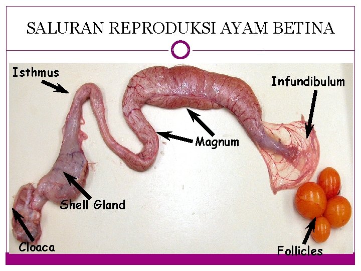 SALURAN REPRODUKSI AYAM BETINA Isthmus Infundibulum Magnum Shell Gland Cloaca Follicles 