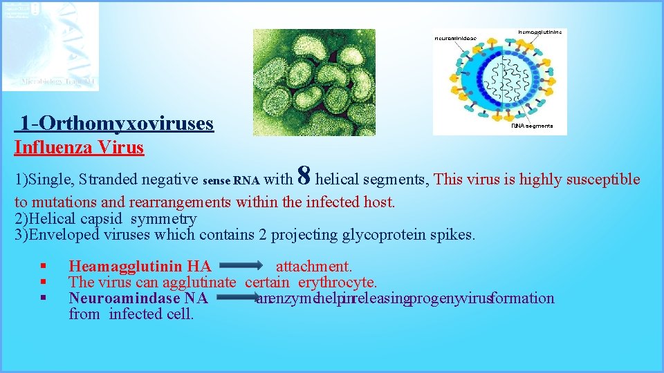 1 -Orthomyxoviruses Influenza Virus 8 1)Single, Stranded negative sense RNA with helical segments, This