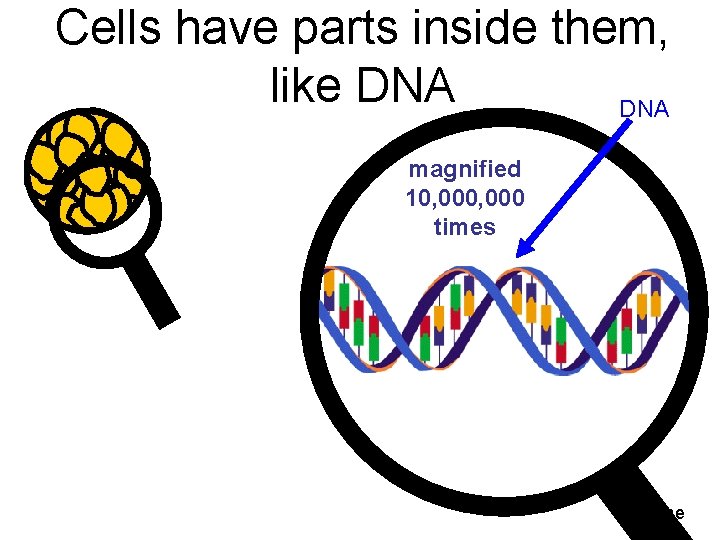 Cells have parts inside them, like DNA magnified 10, 000 times Home 