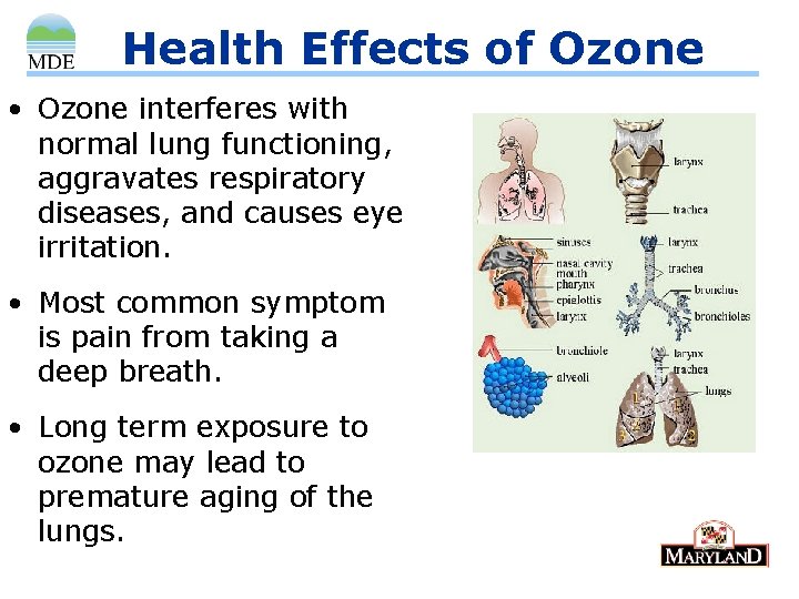Health Effects of Ozone • Ozone interferes with normal lung functioning, aggravates respiratory diseases,