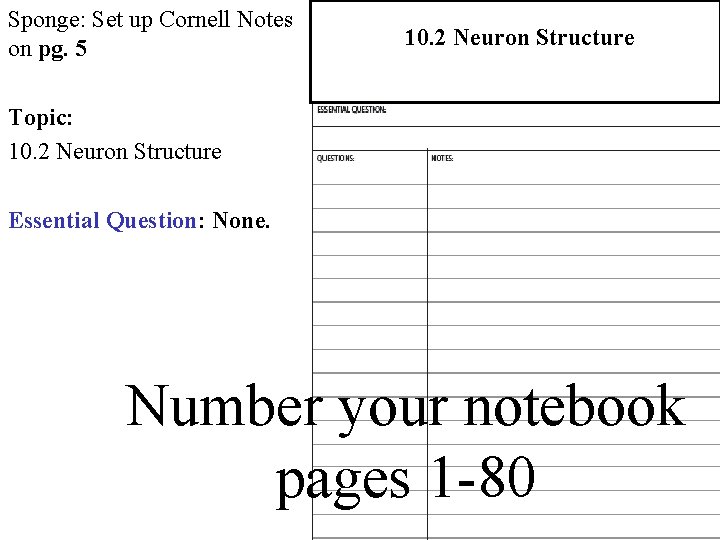 Sponge: Set up Cornell Notes on pg. 5 10. 2 Neuron Structure 2. 1