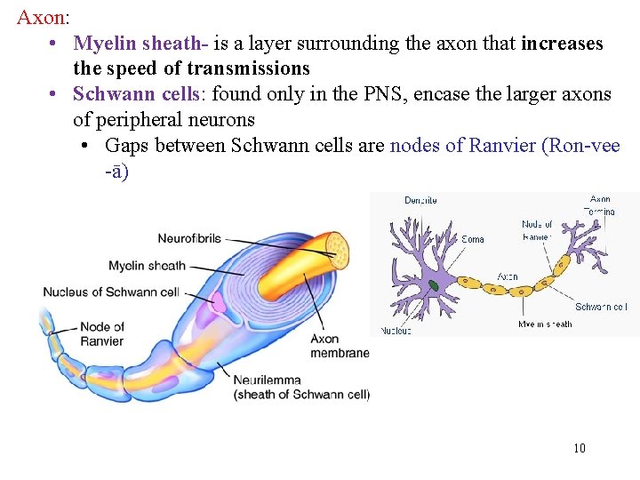 Axon: • Myelin sheath- is a layer surrounding the axon that increases the speed