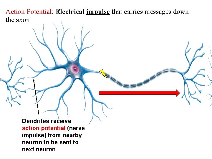 Action Potential: Electrical impulse that carries messages down the axon Dendrites receive action potential