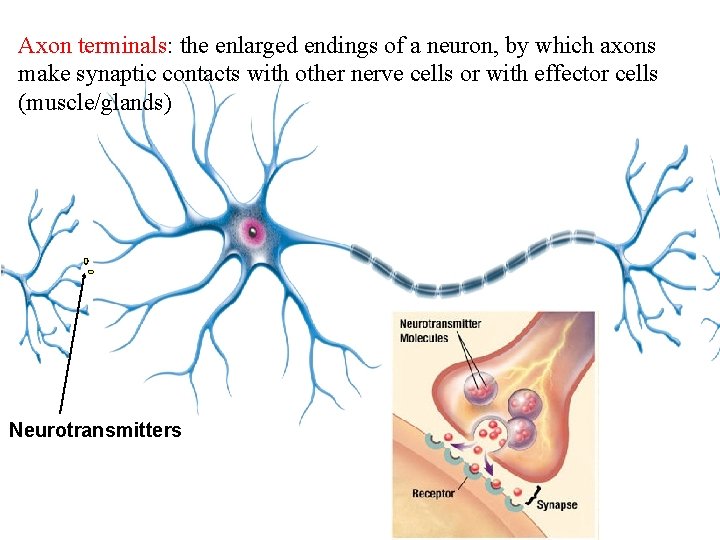 Axon terminals: the enlarged endings of a neuron, by which axons make synaptic contacts