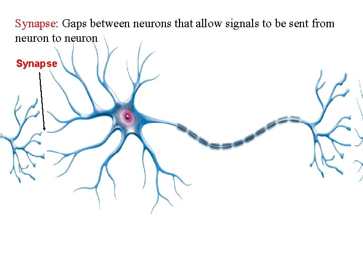 Synapse: Gaps between neurons that allow signals to be sent from neuron to neuron