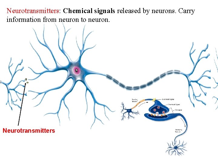 Neurotransmitters: Chemical signals released by neurons. Carry information from neuron to neuron. Neurotransmitters 