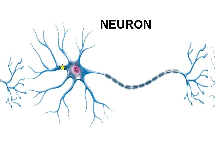 NEURON 