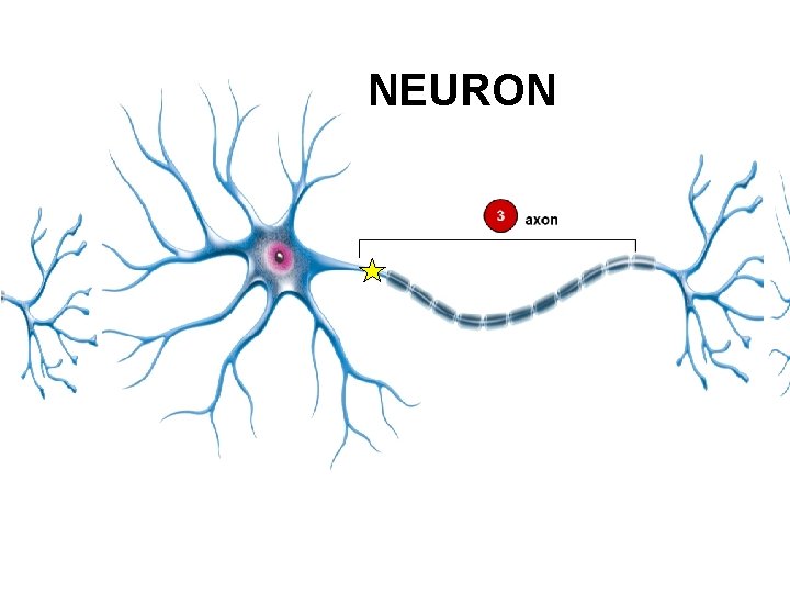 NEURON 