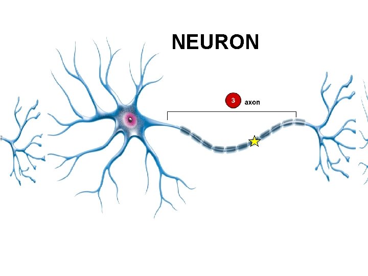 NEURON 