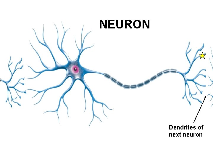 NEURON Dendrites of next neuron 