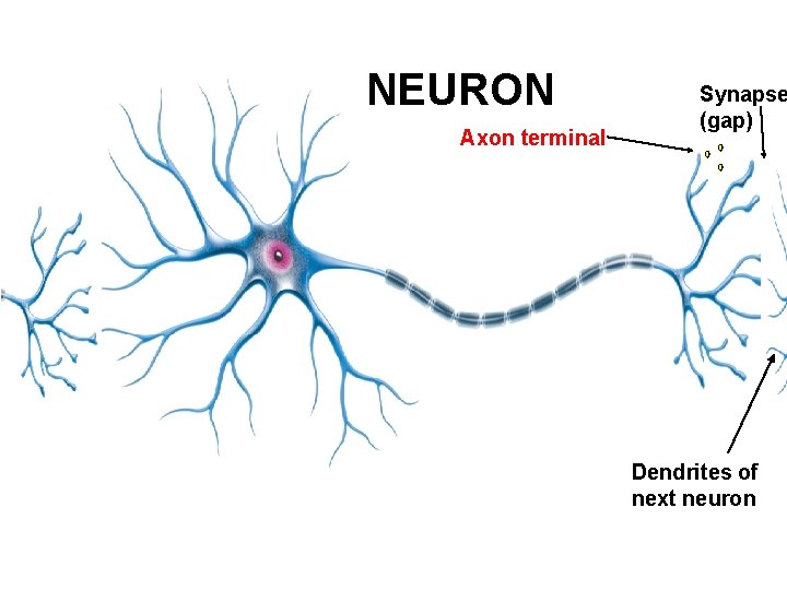 NEURON Axon terminal Synapse (gap) Dendrites of next neuron 