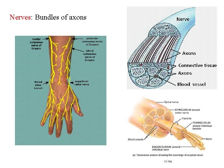 Nerves: Bundles of axons 27 