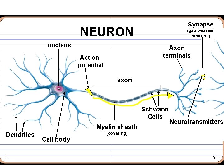 Synapse NEURON nucleus (gap between neurons) Axon terminals Action potential axon Schwann Cells Myelin