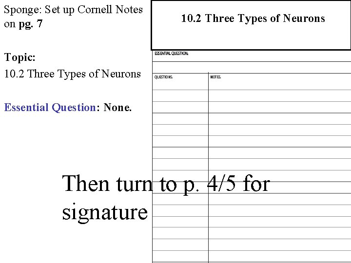 Sponge: Set up Cornell Notes on pg. 7 10. 2 Three Types of Neurons