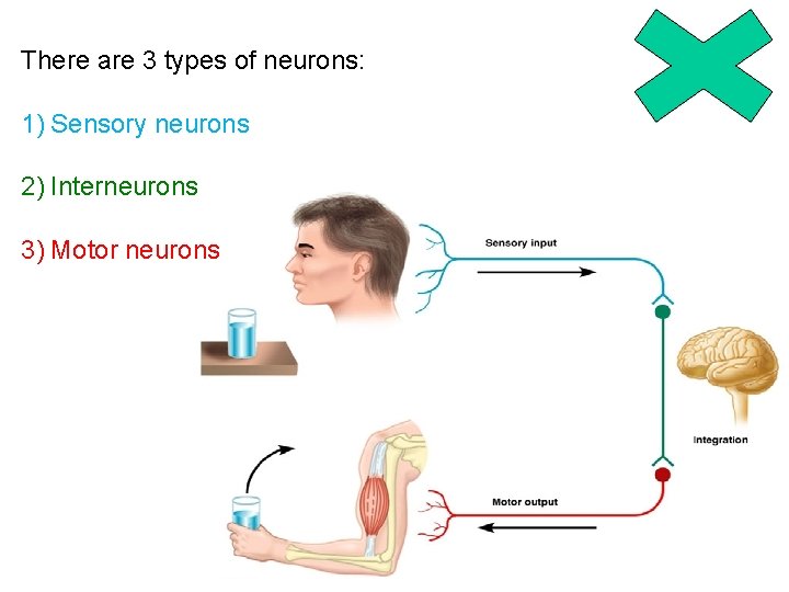 There are 3 types of neurons: 1) Sensory neurons 2) Interneurons 3) Motor neurons