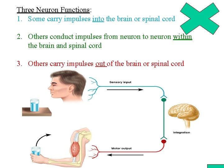 Three Neuron Functions: 1. Some carry impulses into the brain or spinal cord 2.