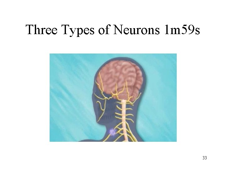 Three Types of Neurons 1 m 59 s 33 