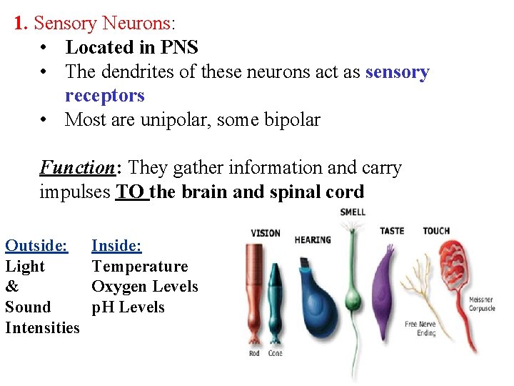 1. Sensory Neurons: • Located in PNS • The dendrites of these neurons act