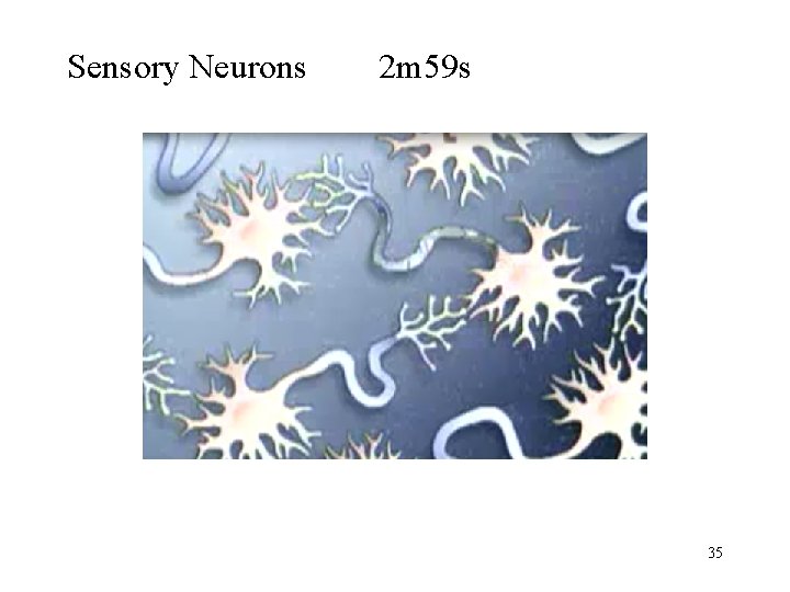 Sensory Neurons 2 m 59 s 35 